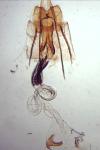 Coleophora sylvaticella
