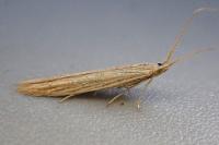Coleophora versurella