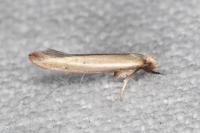 Zelleria hepariella