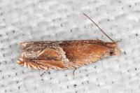 Ancylis obtusana