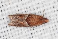Ancylis obtusana