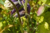 Grapholita compositella