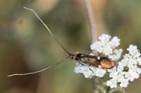 Nemophora raddaella