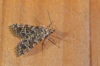 Alucita huebneri