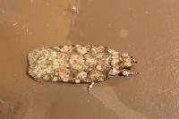 Agonopterix ferocella