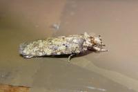 Agonopterix ferocella