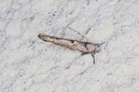 Zelleria oleastrella