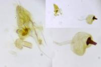 Zelleria oleastrella
