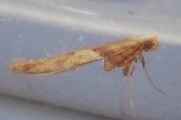 Caloptilia hemidactylella