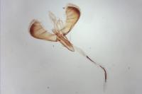 Caloptilia hemidactylella