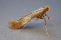 Caloptilia robustella