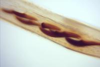 Caloptilia robustella