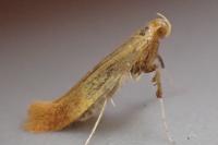 Caloptilia robustella