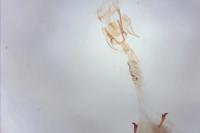 Caloptilia robustella