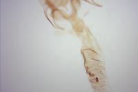 Caloptilia robustella