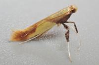 Caloptilia alchimiella