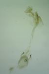 Caloptilia alchimiella