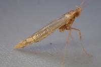 Caloptilia hemidactylella