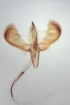 Caloptilia hemidactylella