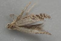 Parornix devoniella