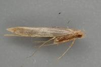 Caloptilia hauderi