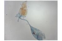 Caloptilia hauderi