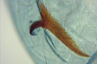 Caloptilia hauderi