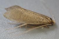 Nematopogon schwarziellus