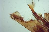 Nematopogon schwarziellus