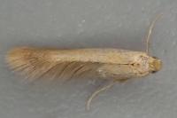 Tischeria ekebladella