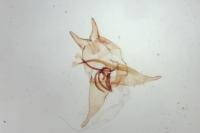 Tischeria ekebladella