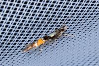 Cosmopterix orichalcea