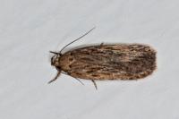 Depressaria