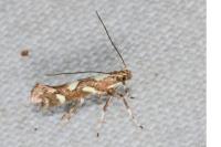 Calybites phasianipennella