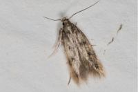 Borkhausenia nefrax