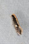 Monopis crocicapitella