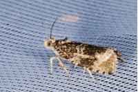 Celypha lacunana