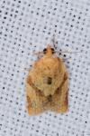 Clepsis consimilana