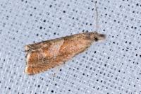 Dichrorampha acuminatana