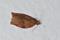 Pandemis heparana