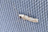 Paraswammerdamia albicapitella