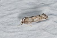 Paraswammerdamia