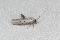 Yponomeuta sedella