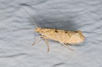 Ypsolopha alpella
