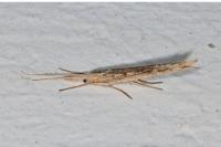 Ypsolopha mucronella