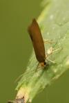 Crassa unitella