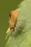 Crassa unitella