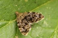 Anthophila fabriciana