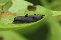 Spuleria flavicaput