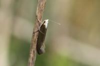 Argyresthia arceuthina